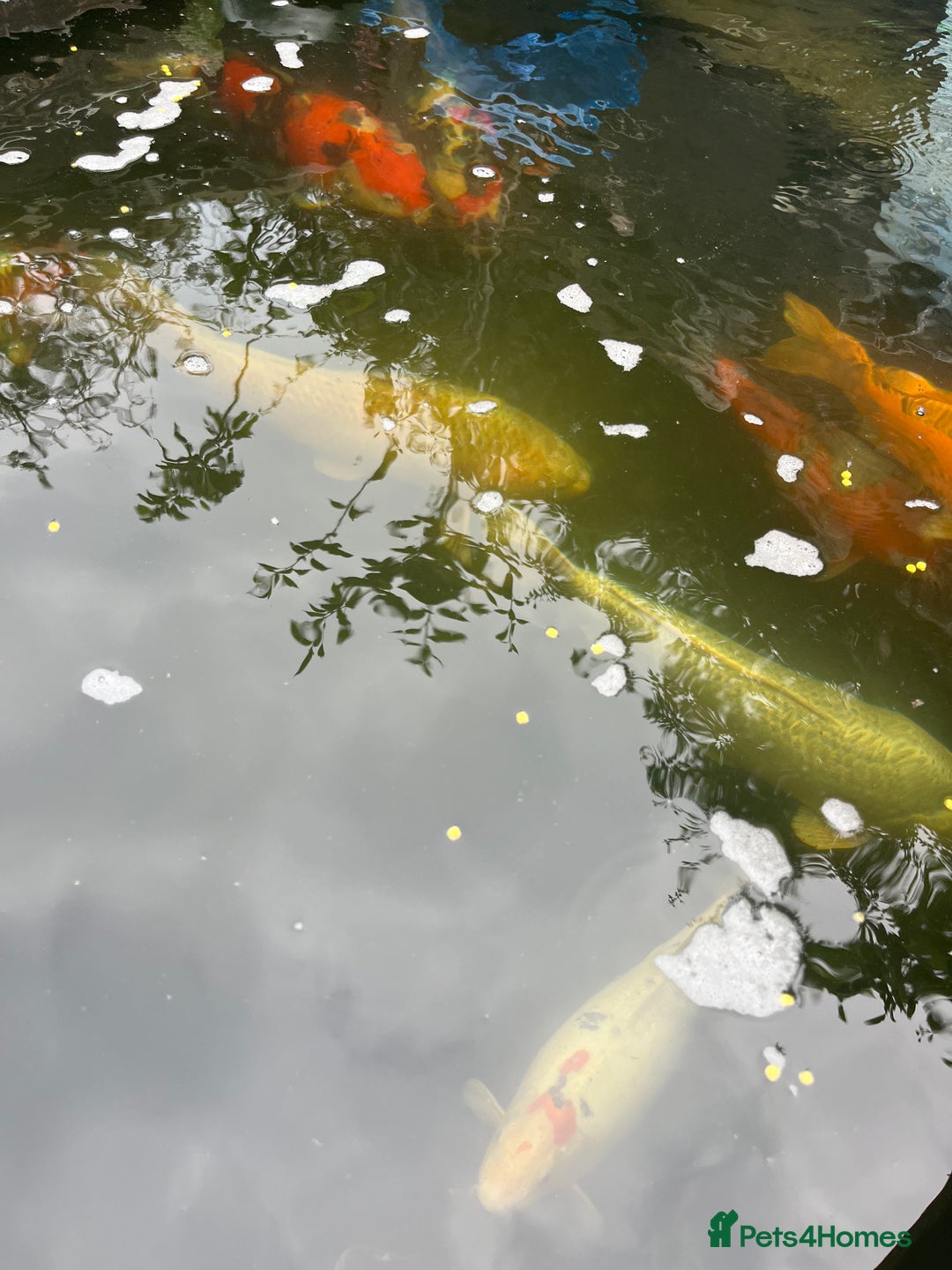 Koi Carp fish for sale: Koi carp and all my pond equipment  - Image 1