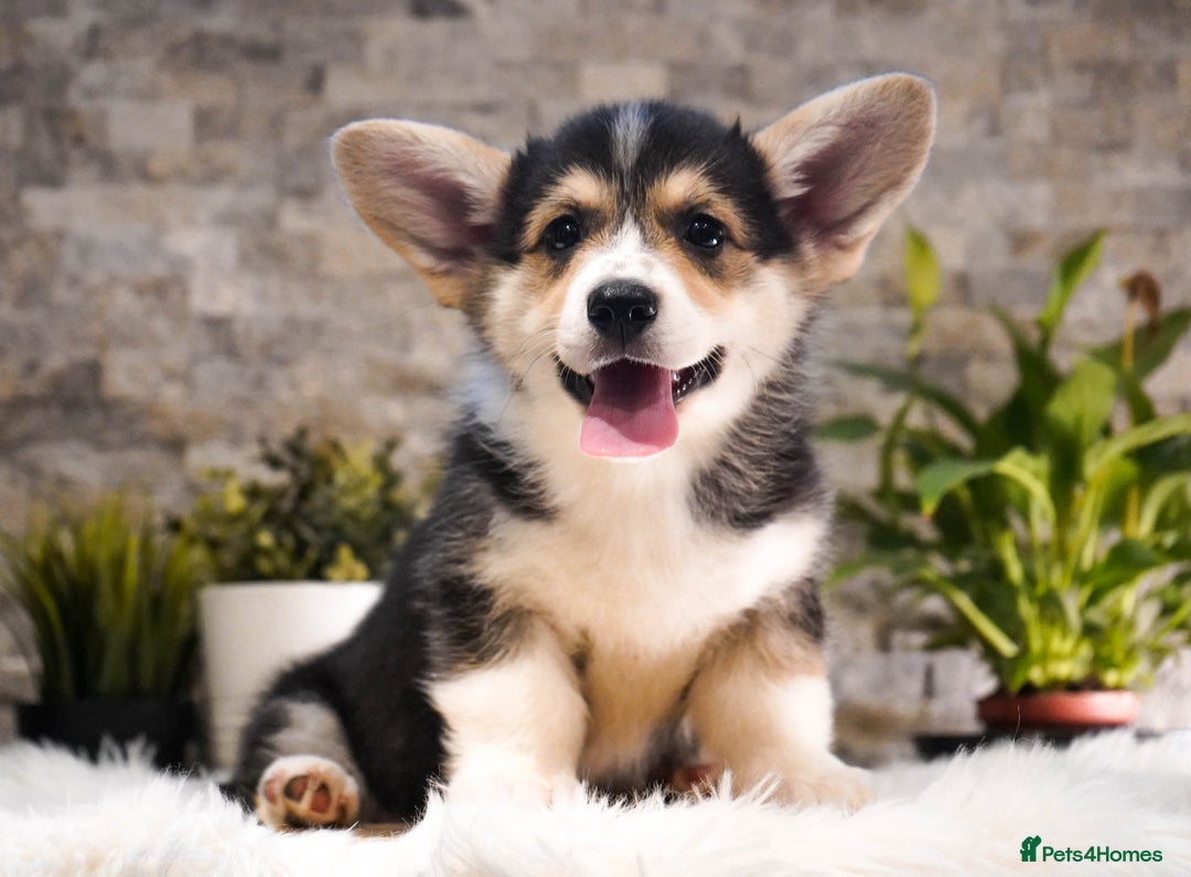 Welsh Corgi Pembroke dogs for sale: Welsh Corgi (Pembroke) - Advert 19