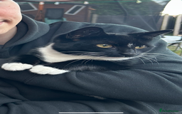 Domestic Shorthair cats for sale: Black and white domestic shorthair - Image 5