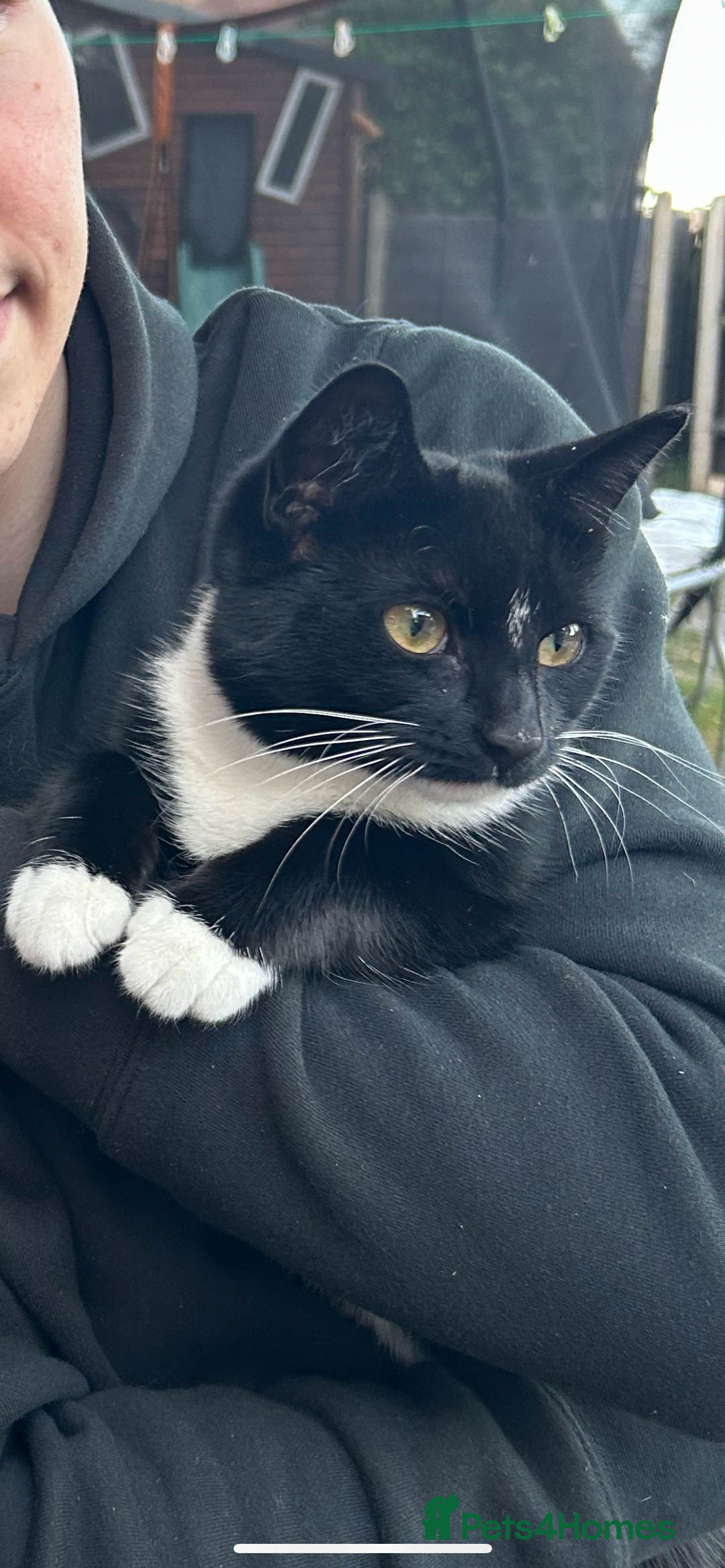 Domestic Shorthair cats for sale: Black and white domestic shorthair - Image 5