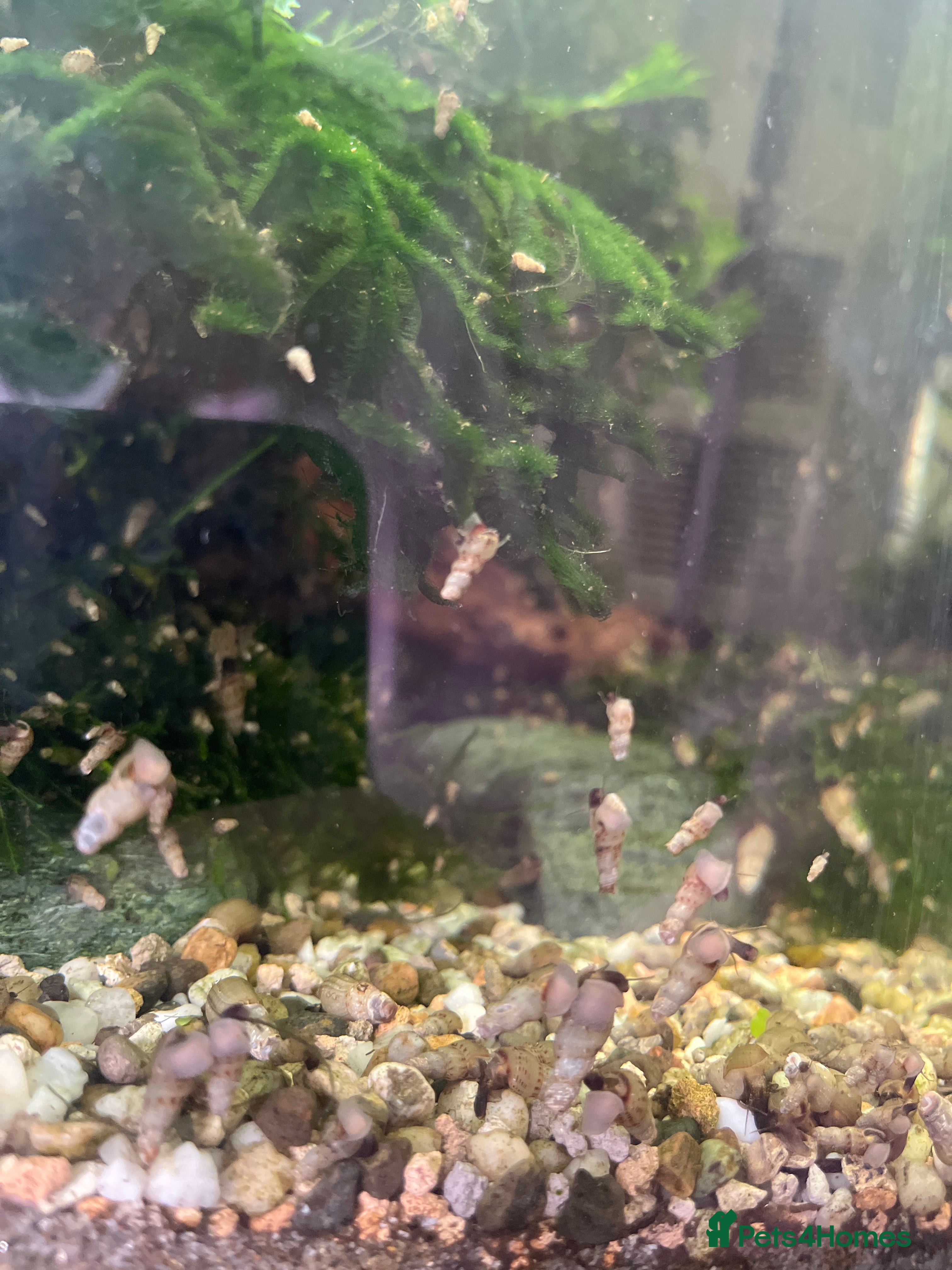 Snails fish Trumpet snails  - Advert 2