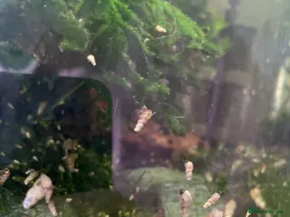 Snails fish Trumpet snails - Advert 2