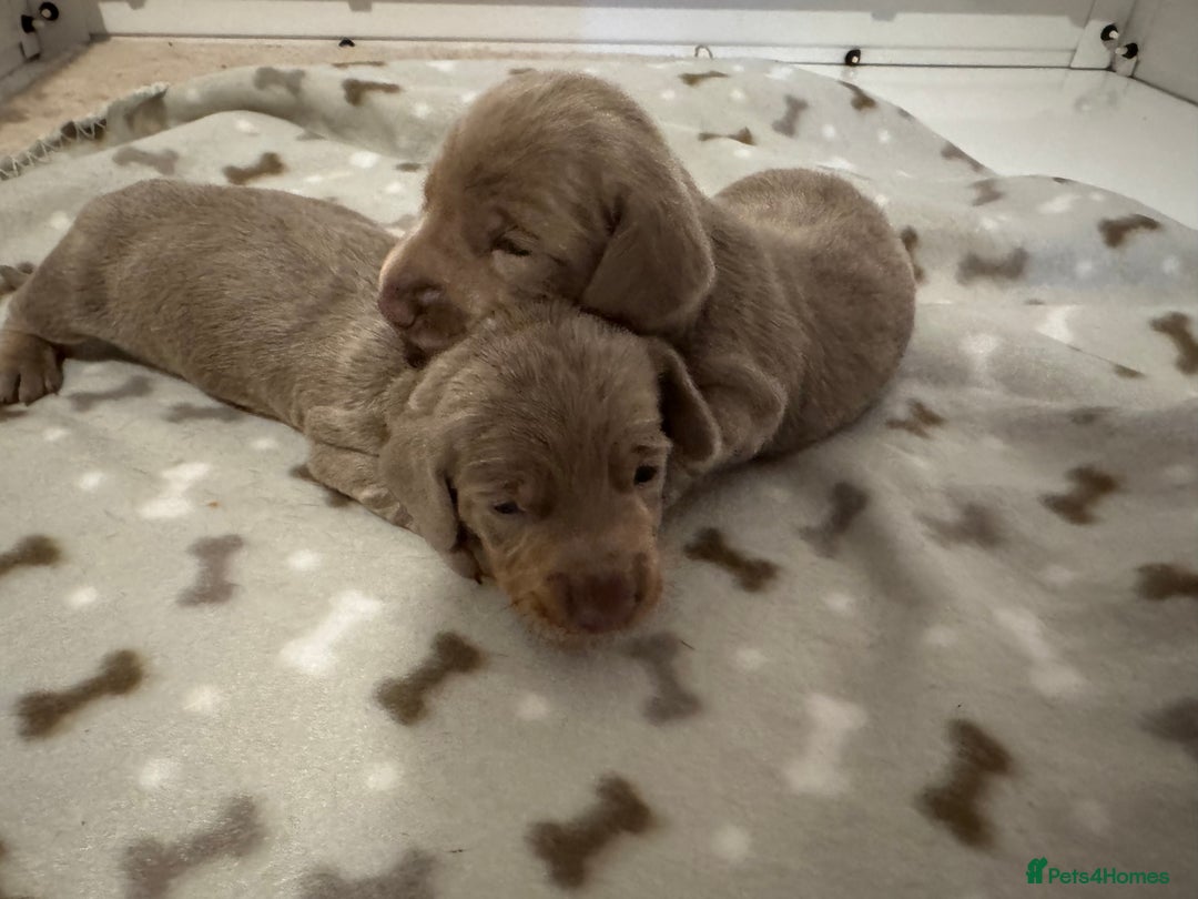 Miniature Dachshund dogs for sale: Isabella Dachshund Boys  - Image 5