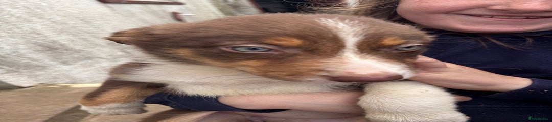 Border Collie Puppy 1