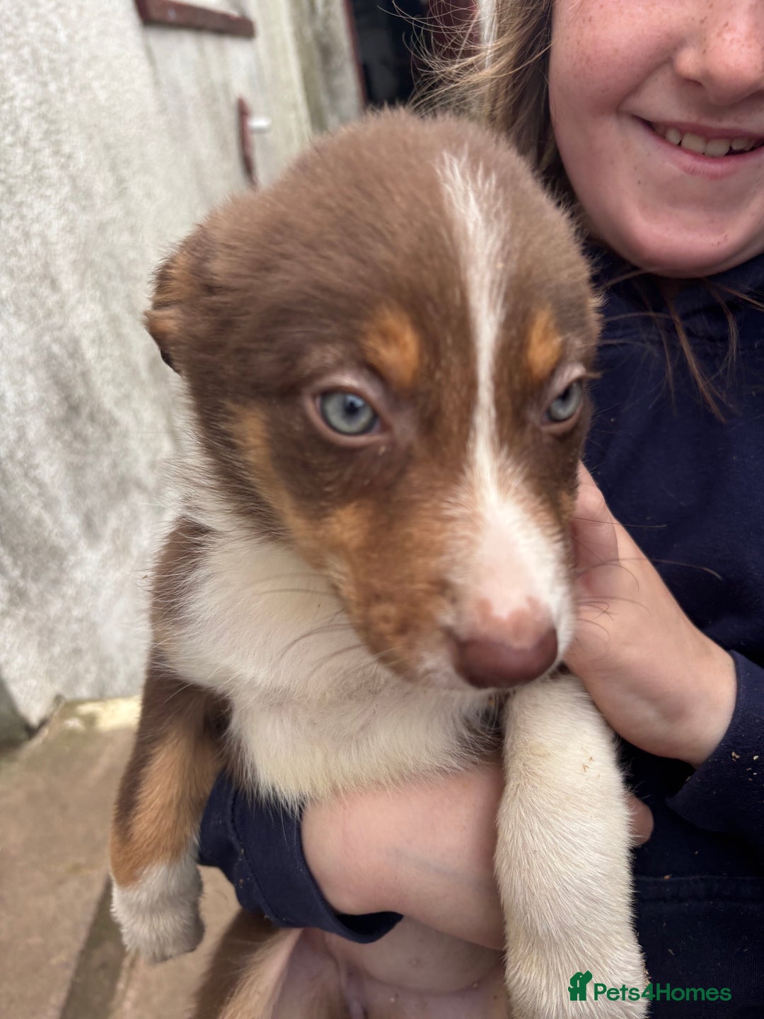 Border Collie dogs for sale: Gorgeous collie pups  - Image 2
