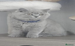 British Shorthair cats for sale: (READY NOW) Show Quality Champions 🥇🏆BSH GCCF - Image 2