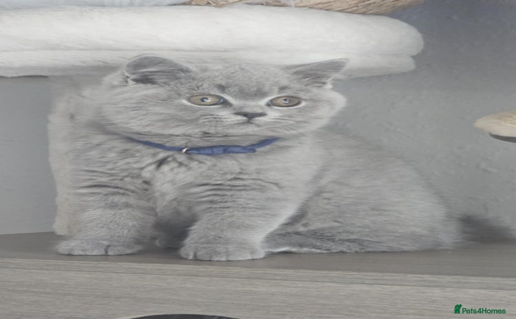 British Shorthair cats - Advert 9
