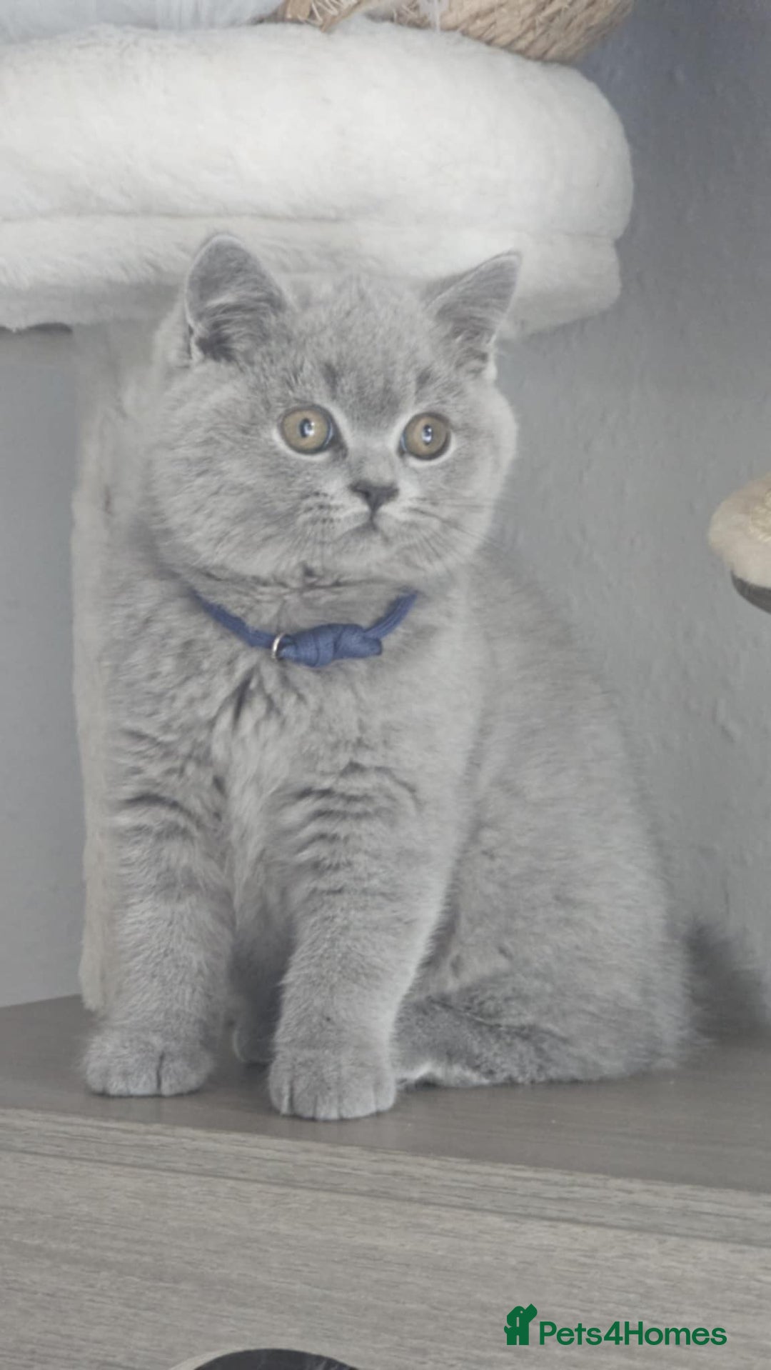 British Shorthair cats for sale: (READY NOW) Show Quality Champions 🥇🏆BSH GCCF - Image 2