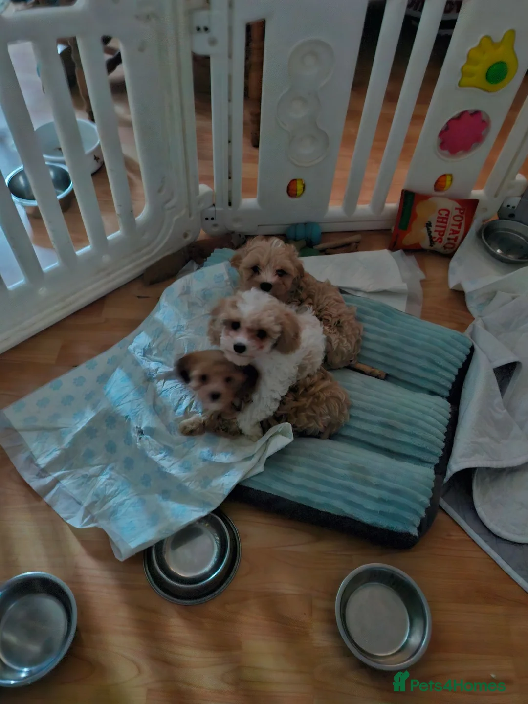 Cavapoochon dogs for sale: Cavapoochon Puppies - Advert 2