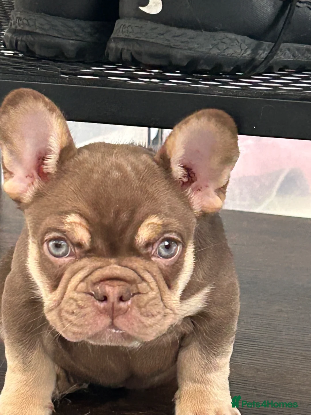 French Bulldog dogs for sale: Stunning rogo girl - Advert 9