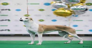 Whippet dogs - Advert 9