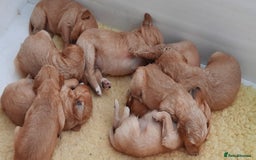Golden Retriever dogs for sale: Golden Retriever Puppies - Image 3