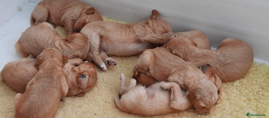 Golden Retriever dogs for sale: Golden Retriever Puppies - Image 3