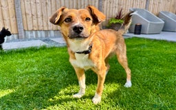 Mixed Breed dogs for sale: Mina  - Image 2