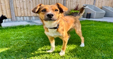 Mixed Breed dogs - Advert 10
