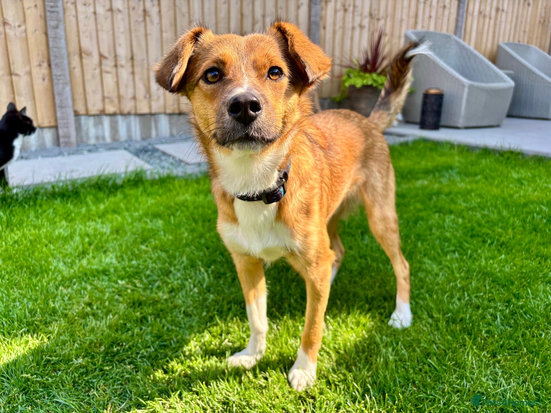 Mixed Breed dogs for sale: Mina  - Image 2