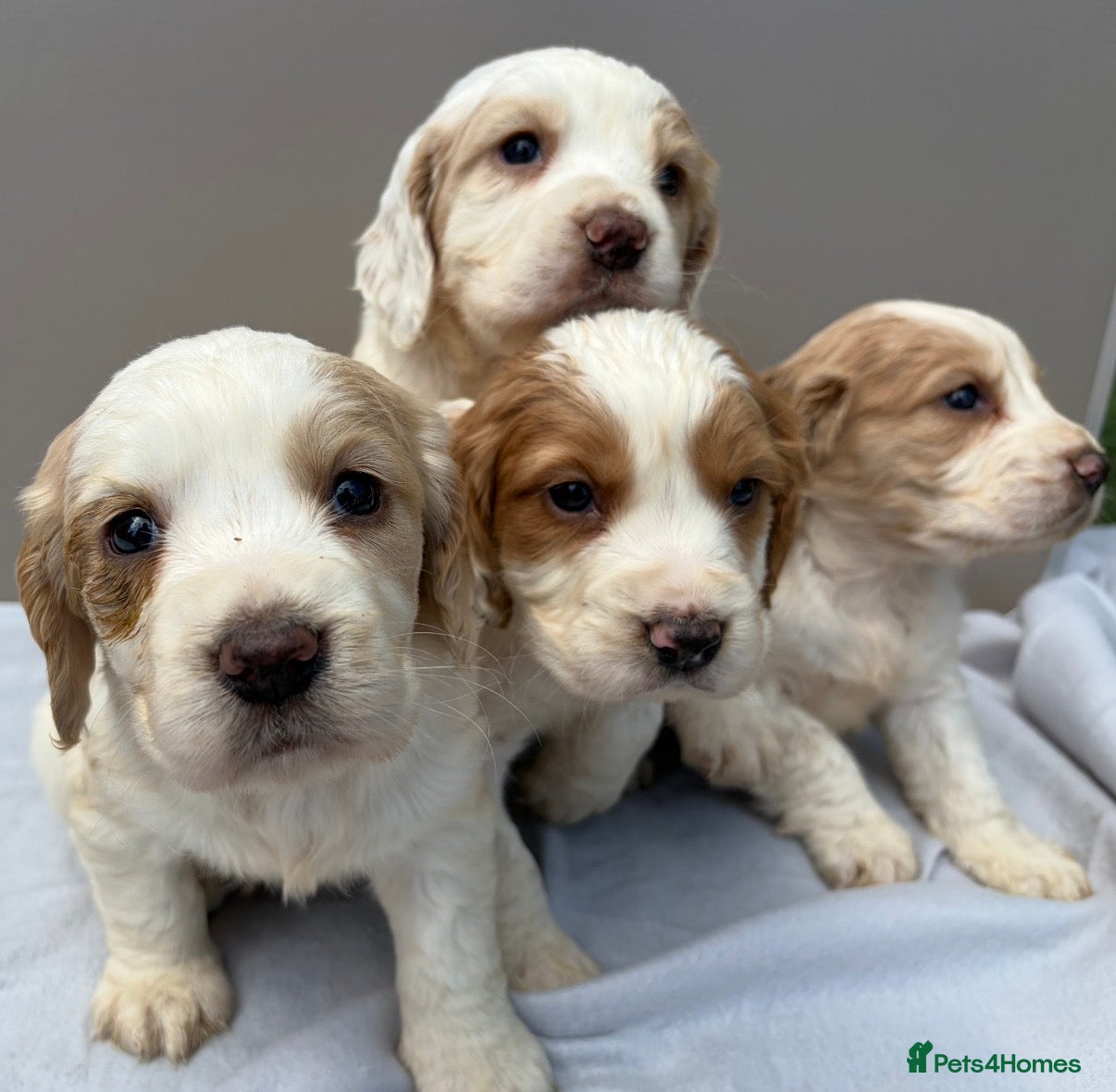 Cocker Spaniel dogs 4 beautiful cocker spaniel puppies  - Advert 9