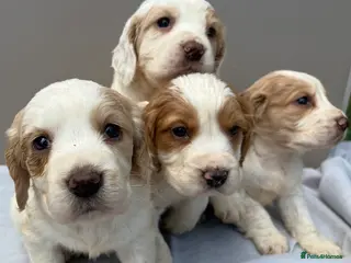 Cocker Spaniel dogs 4 beautiful cocker spaniel puppies - Advert 9