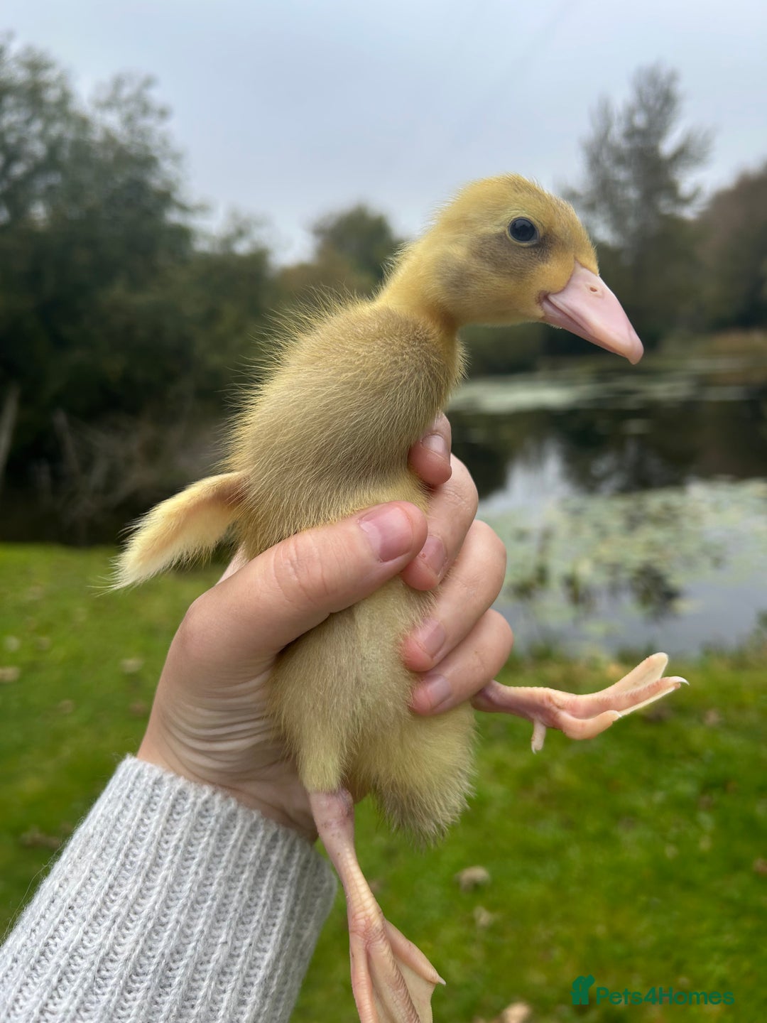 Ducks poultry for sale: Unsexed - Indian Runner Ducklings in Carnforth - Image 5