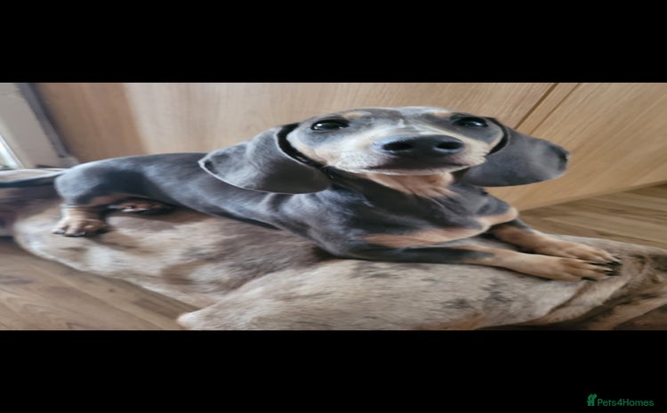 Dachshund dogs - Advert 1