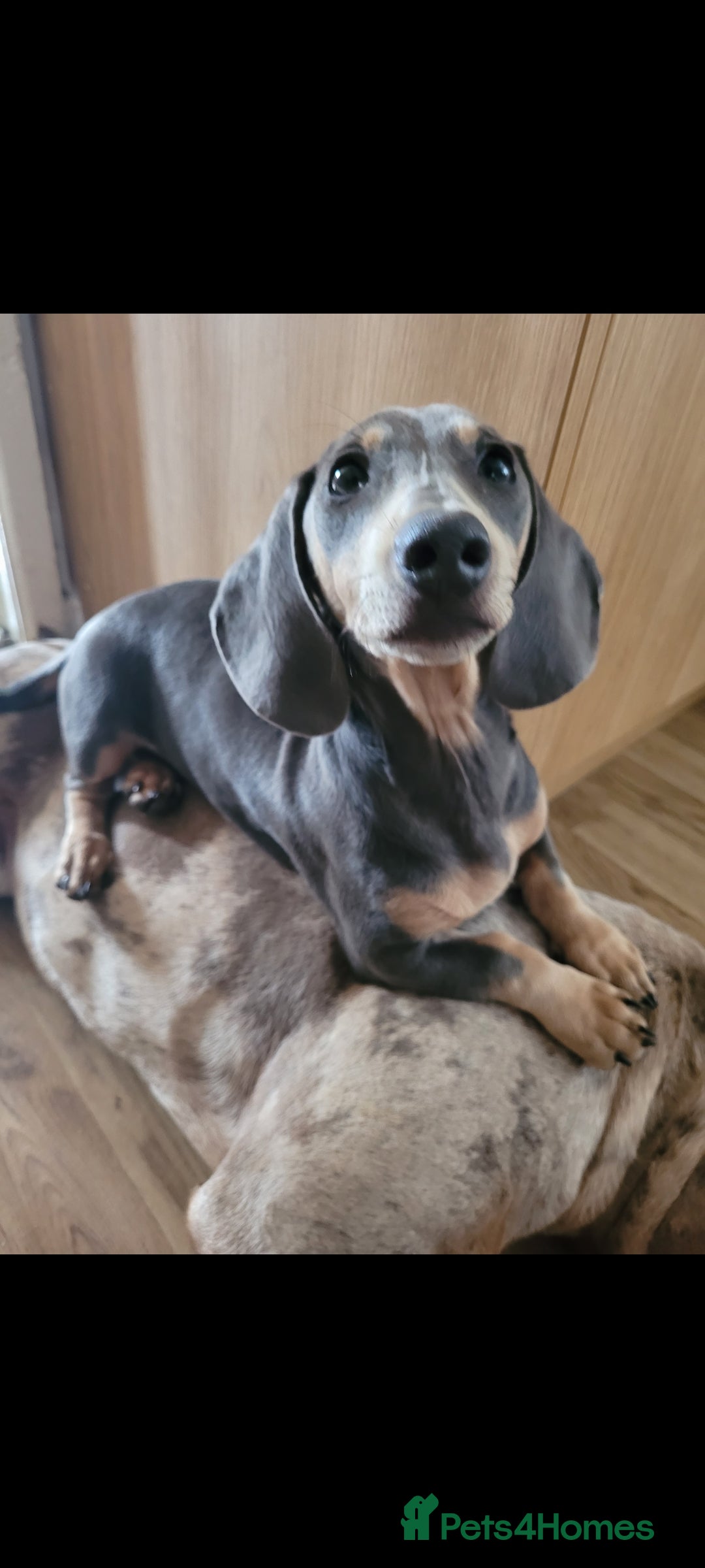 Dachshund dogs for sale: Danish 🐶 - Image 1