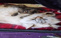 Siberian cats for sale: Siberian kittens GCCF registered, champion lines - Image 9