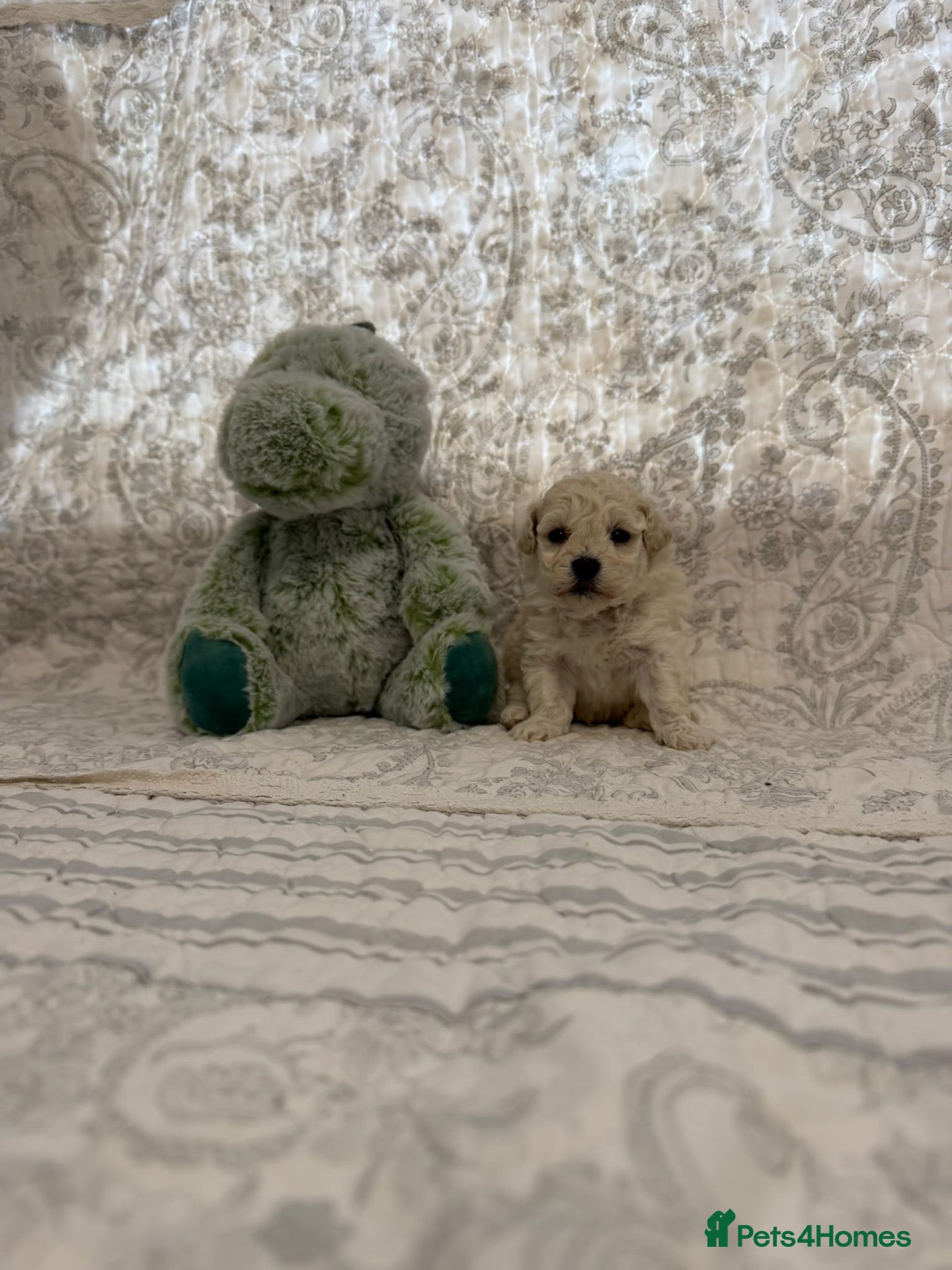Maltipoo dogs for sale: ⭐ 4 stunning f1 Maltipoo ⭐ - Advert 1