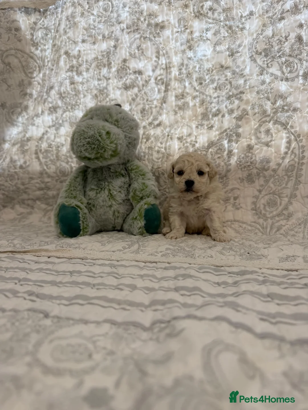 Maltipoo dogs for sale: ⭐ 4 stunning f1 Maltipoo ⭐ - Advert 1