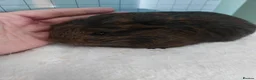 Guinea Pig rodents for sale: Female guinea pigs - Advert 4