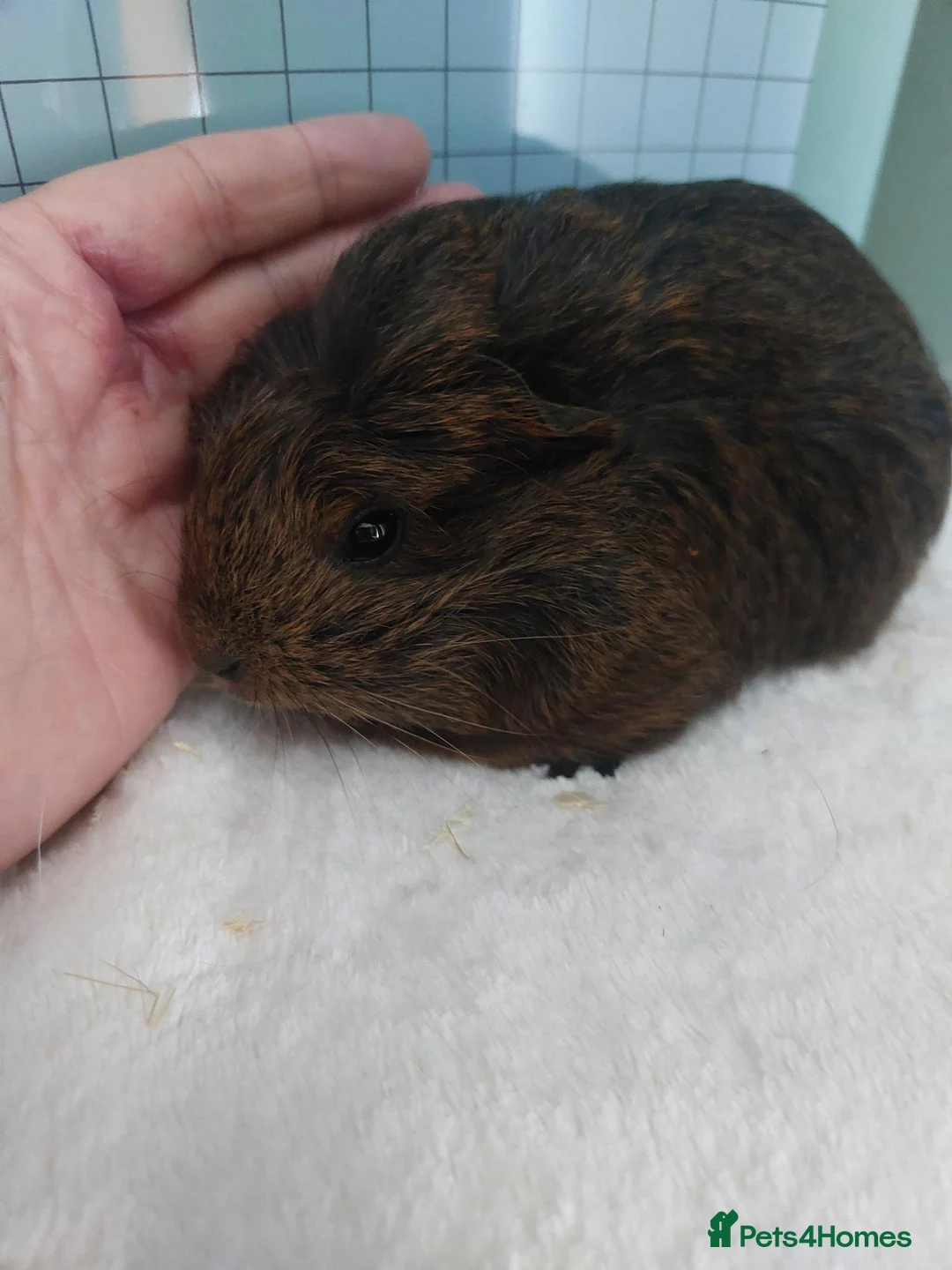 Guinea Pig rodents for sale: Female guinea pigs - Advert 4