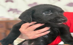 Mixed Breed dogs for sale: Springer x Labrador x German shepherd  - Image 7