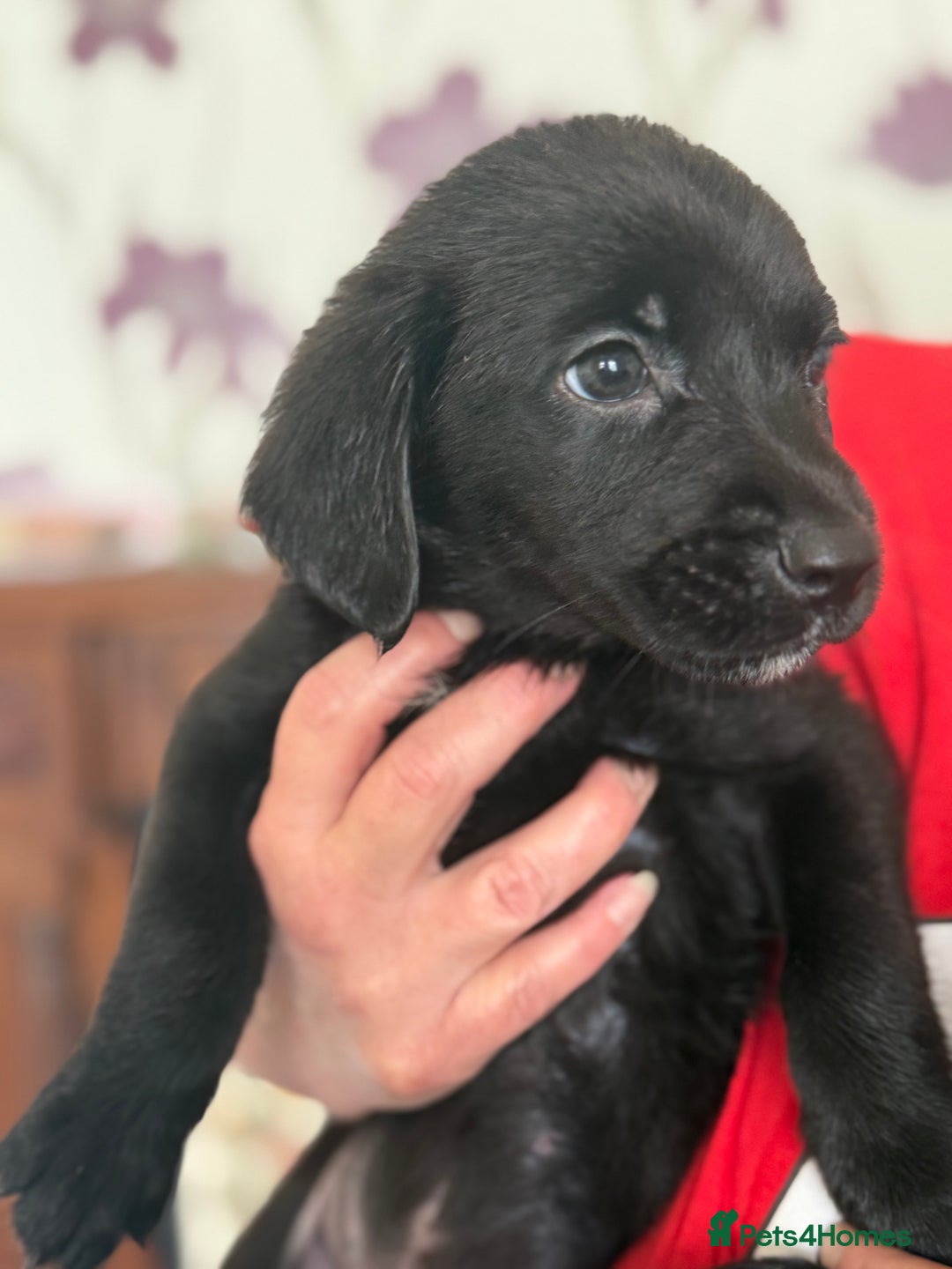 Mixed Breed dogs for sale: Springer x Labrador x German shepherd  - Image 7