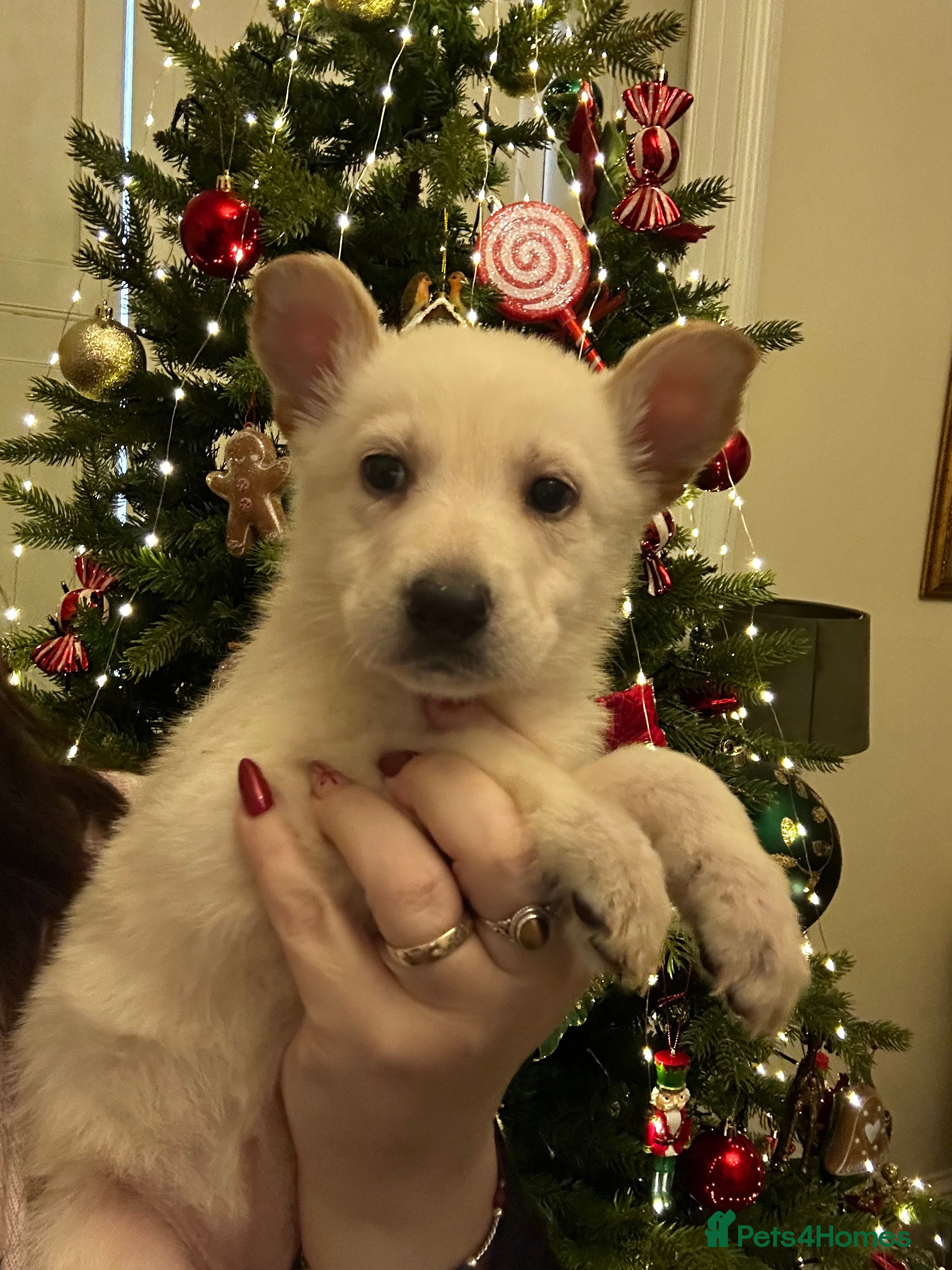 German Shepherd dogs German Shepherd puppies - Advert 1