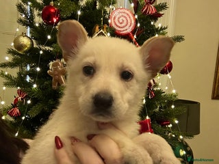 German Shepherd dogs German Shepherd puppies - Advert 1