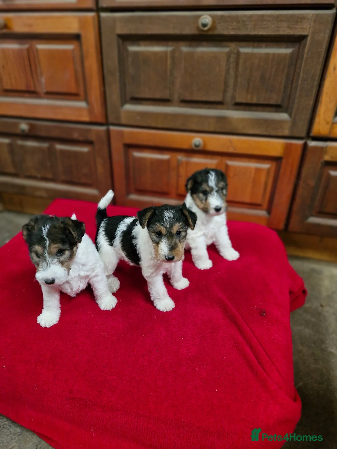 Fox Terrier dogs for sale: 3 little foxie girls - Advert 1