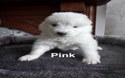 Samoyed dogs for sale: Samoyed Puppies — Ready to Reserve Now! - Image 18