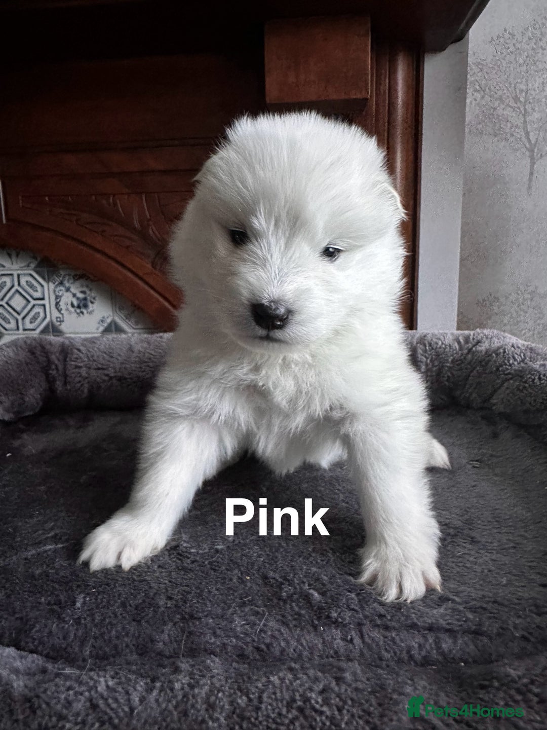 Samoyed dogs for sale: Samoyed Puppies — Ready to Reserve Now! - Image 18