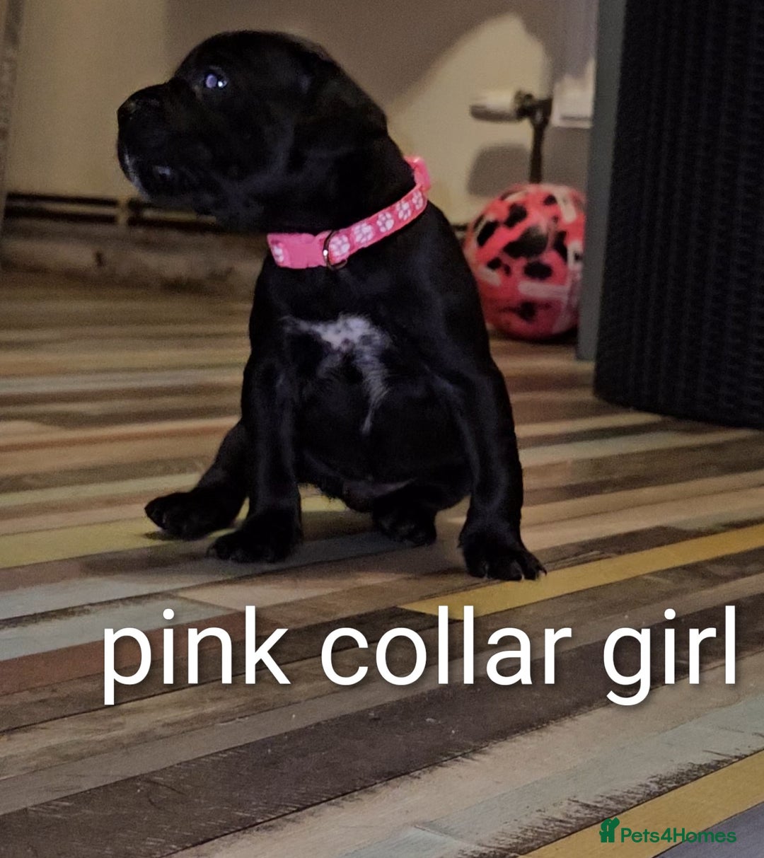 Mixed Breed dogs for sale: French bulldog x German short haired puppies - Image 5