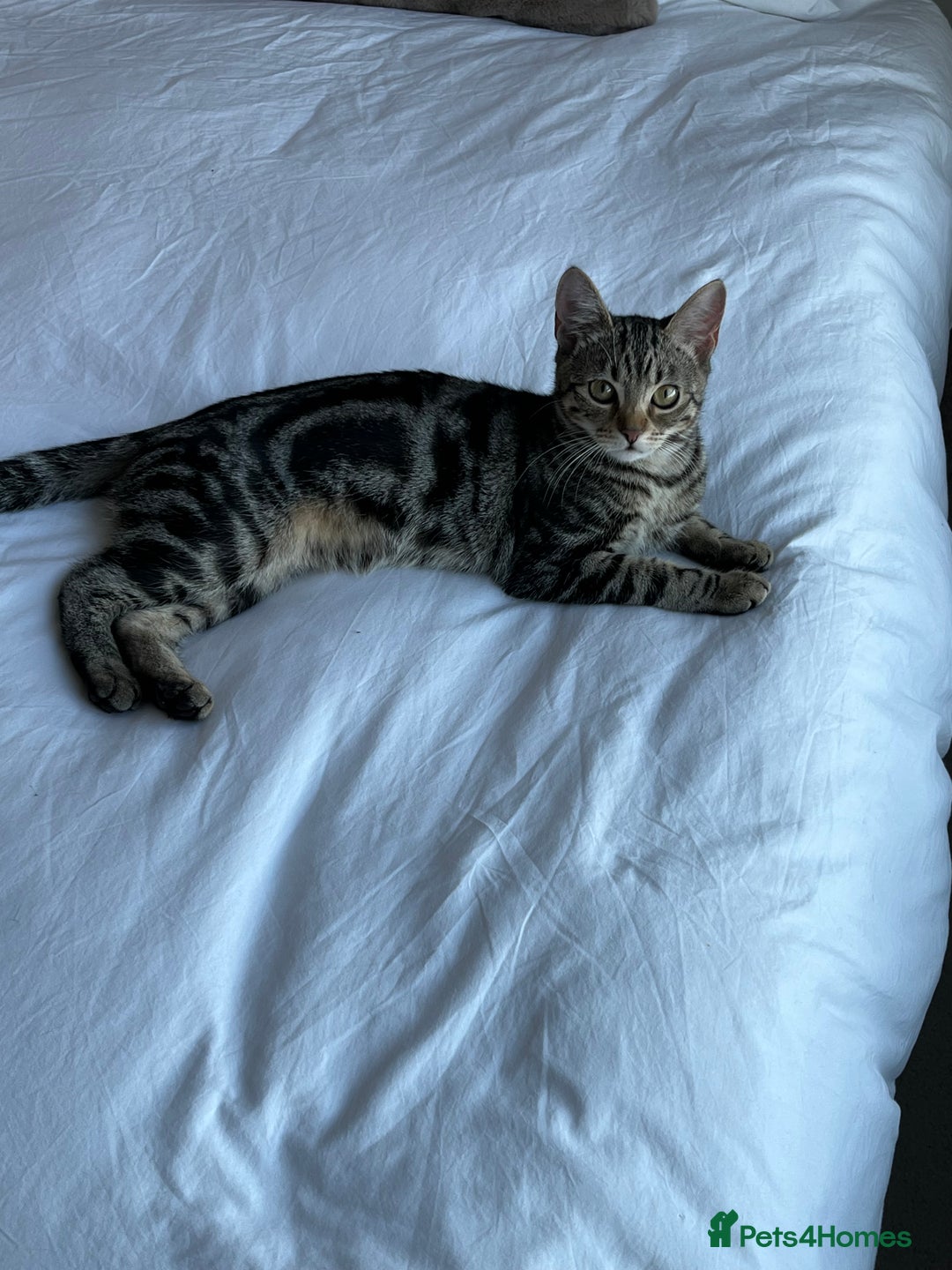 British Shorthair cats for sale: Bonded Sister Kittens for Rehoming - Advert 15