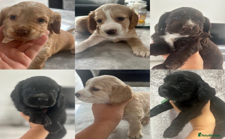 Cocker Spaniel dogs - Advert 3