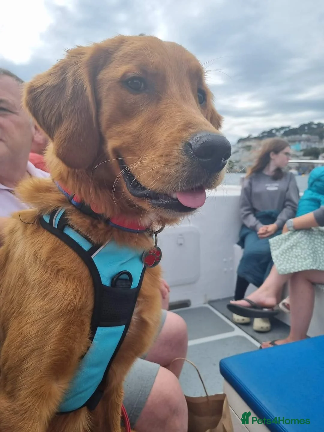 Golden Retriever dogs for stud: Gorgeous Gus for Stud  in Faringdon - Advert 10