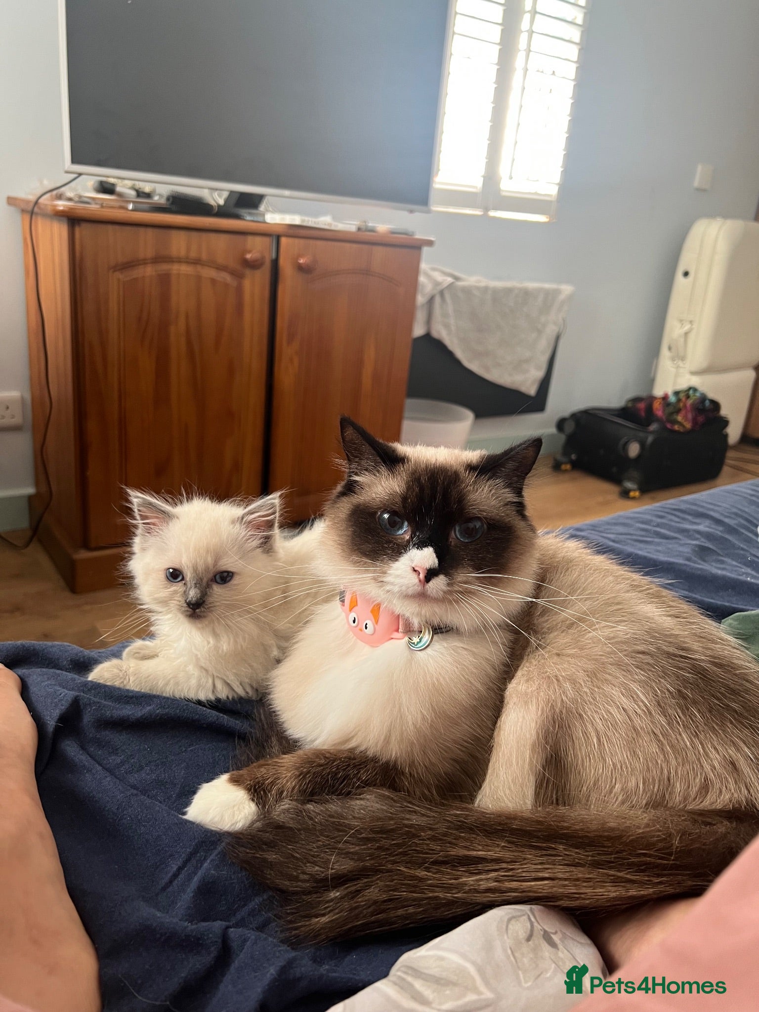 Ragdoll cats 1 year old pure ragdoll  - Advert 7