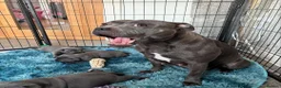 Staffordshire Bull Terrier dogs for sale: Beautiful blue Staffordshire bull terrier puppies  in Coventry - Advert 19