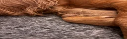 Cocker Spaniel dogs for sale: Working cocker spaniel puppies  - Advert 4