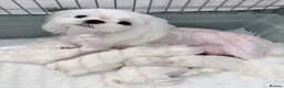 Maltese dogs for sale: 🩵Beautiful korean doll face puppies 🩷 - Advert 24