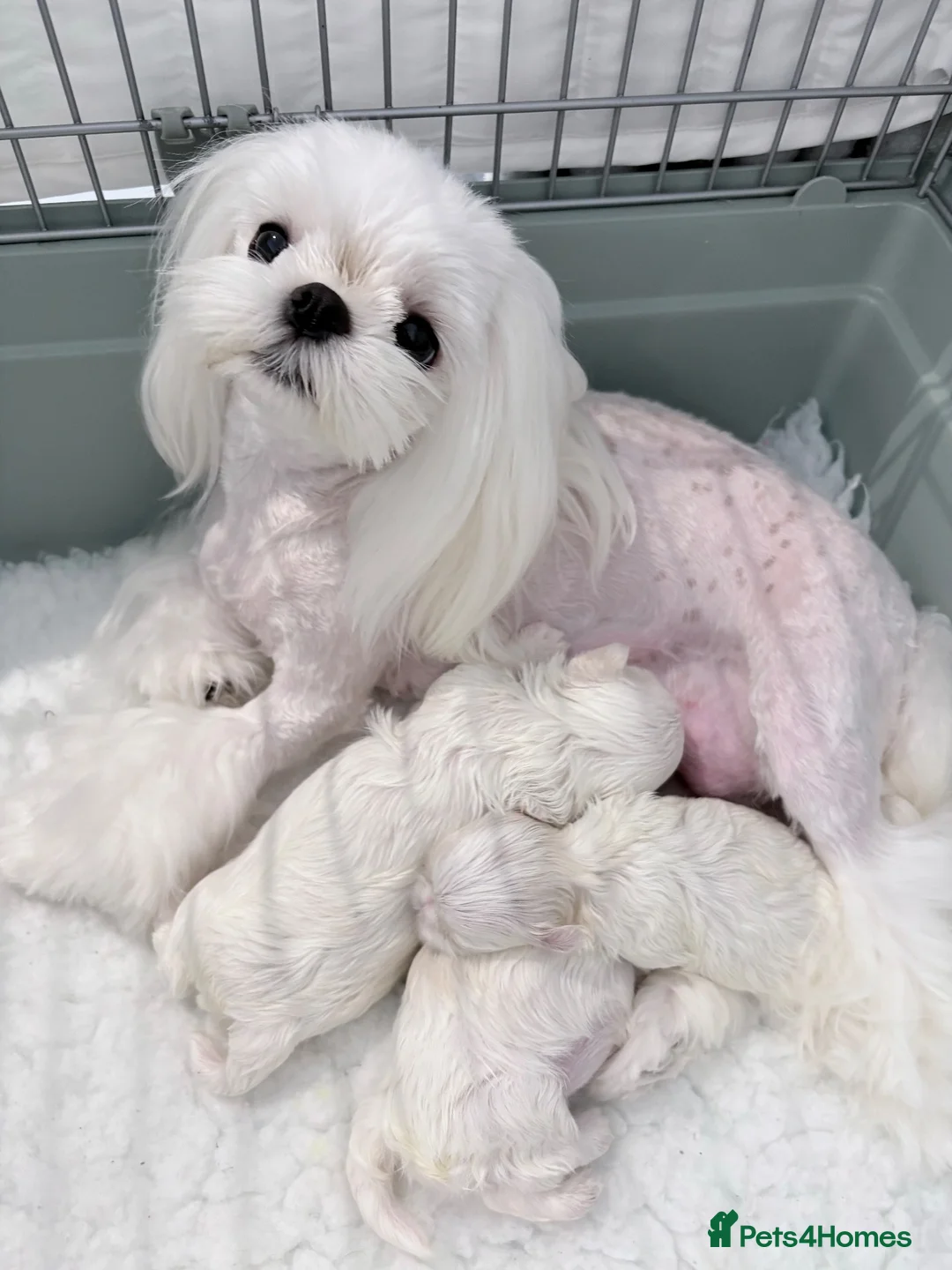 Maltese dogs for sale: 🩵Beautiful korean doll face puppies 🩷 - Advert 24