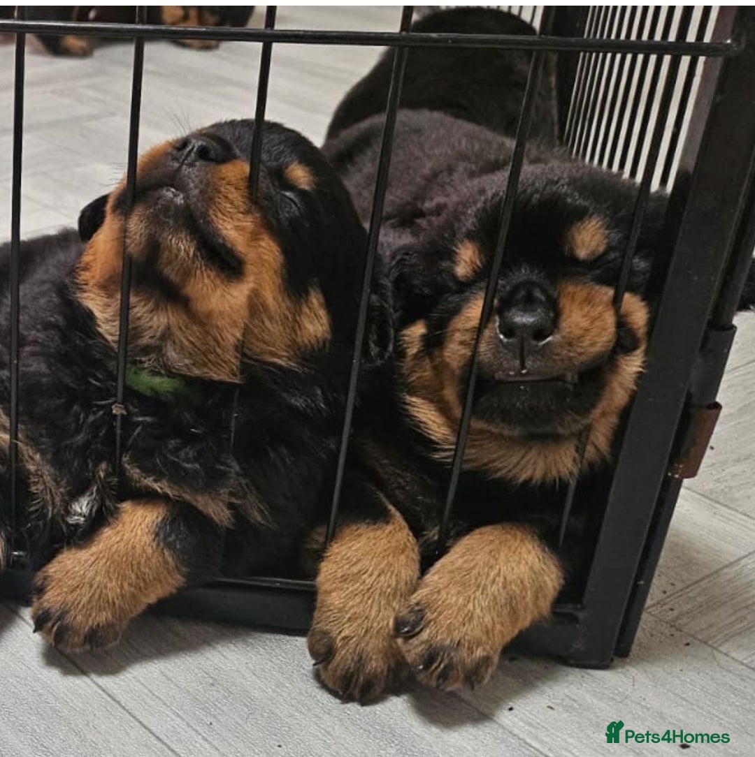 Rottweiler dogs for sale: Suberbly Bred KC Registered Rottweiler Puppies  - Advert 7