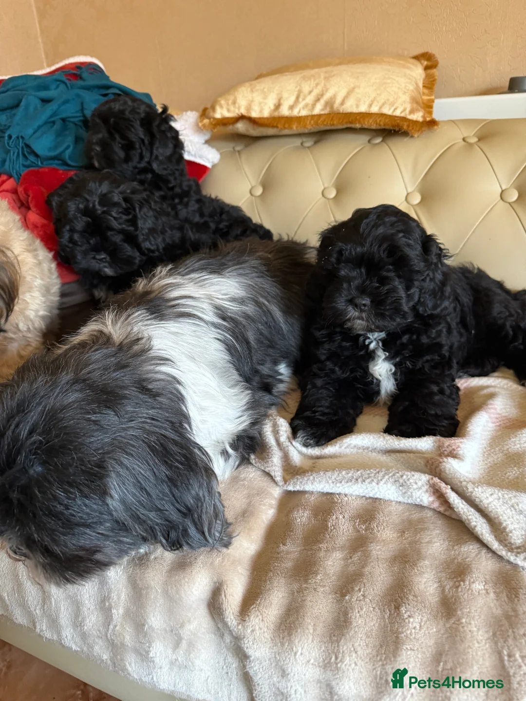 Shihpoo dogs for sale: shih poo pups  - Advert 1
