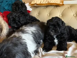 Shihpoo dogs shih poo pups - Advert 4