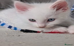 Maine Coon cats for sale: Maine Coon Kittens some polydactyl - only 2 left! - Image 14